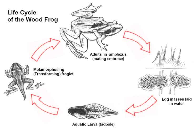 Sketch Of Life Cycle Of Frog - BIke and Clip Art